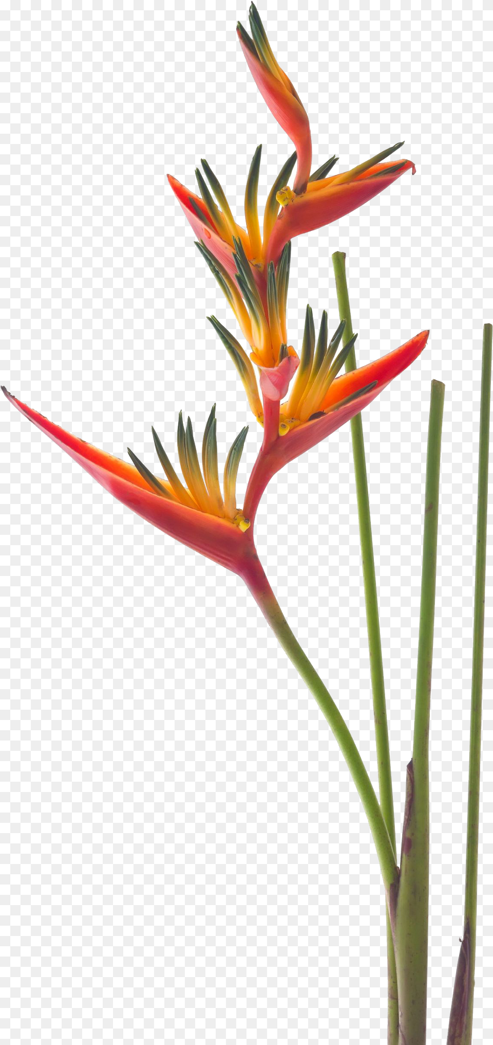 Bird Of Paradise, Flower, Plant, Petal Free Transparent Png