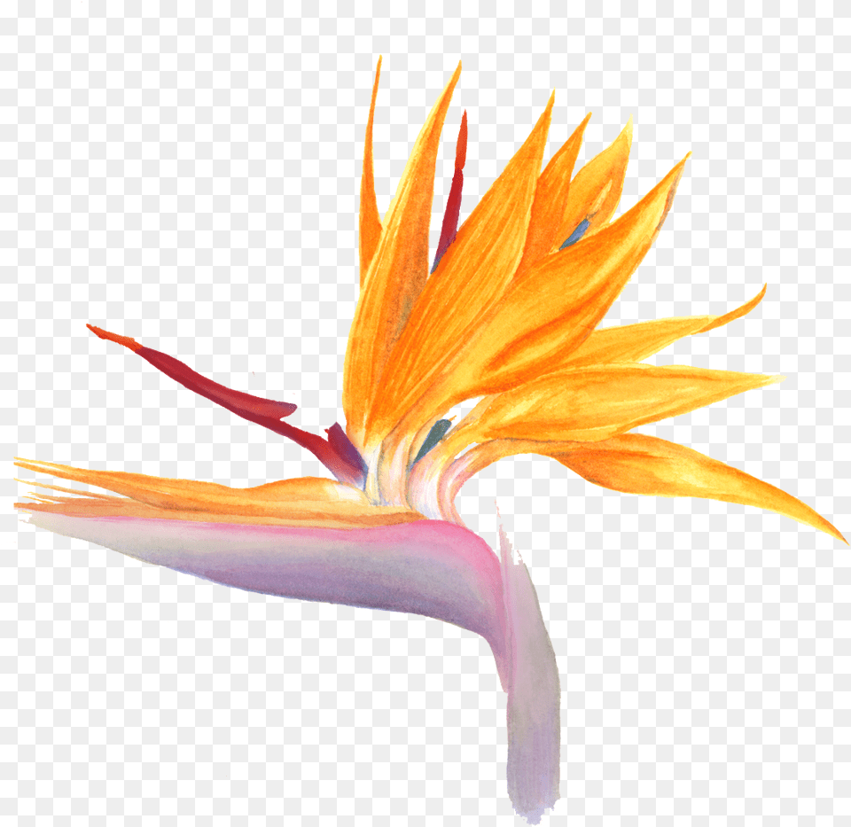 Bird Of Paradise, Flower, Petal, Plant Free Transparent Png