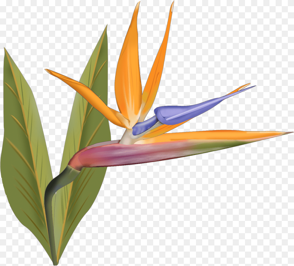 Bird Of Paradise, Flower, Plant, Petal, Animal Free Png