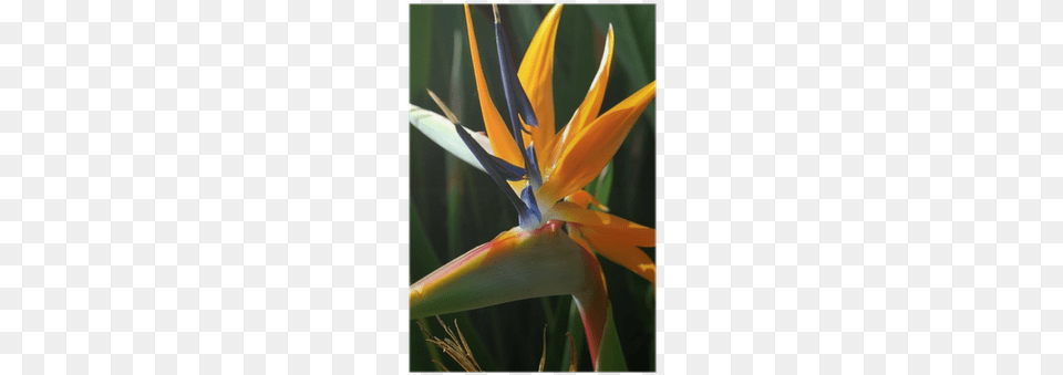 Bird Of Paradise, Flower, Petal, Plant Png Image