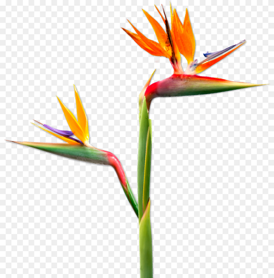 Bird Of Paradise, Flower, Petal, Plant Free Transparent Png