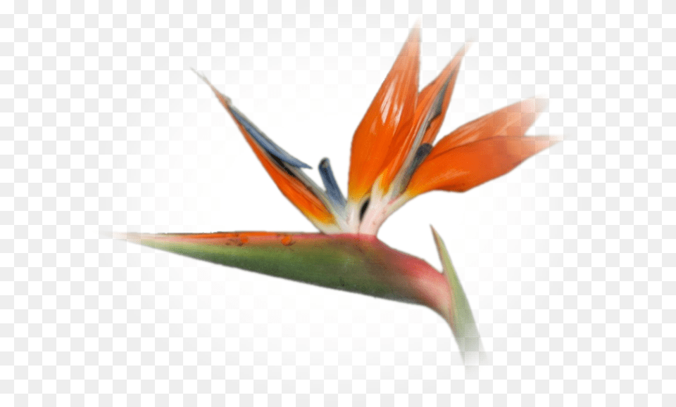Bird Of Paradise, Flower, Petal, Plant Free Png Download