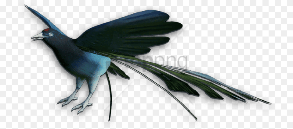 Bird Of Paradise Bird Of Paradise Bird, Animal, Blackbird, Beak, Smoke Pipe Png Image