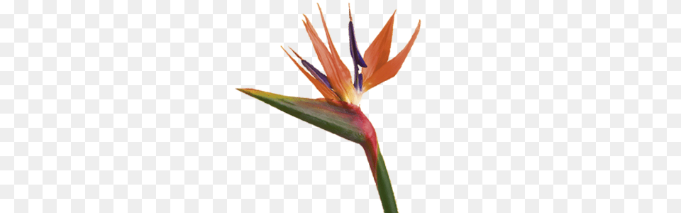 Bird Of Paradise Birds Of Paradise, Flower, Plant, Petal, Anther Free Png Download