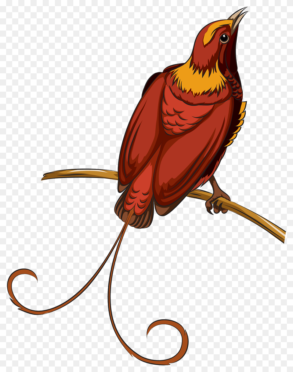 Bird Of Paradise Clipart, Animal, Beak Free Transparent Png