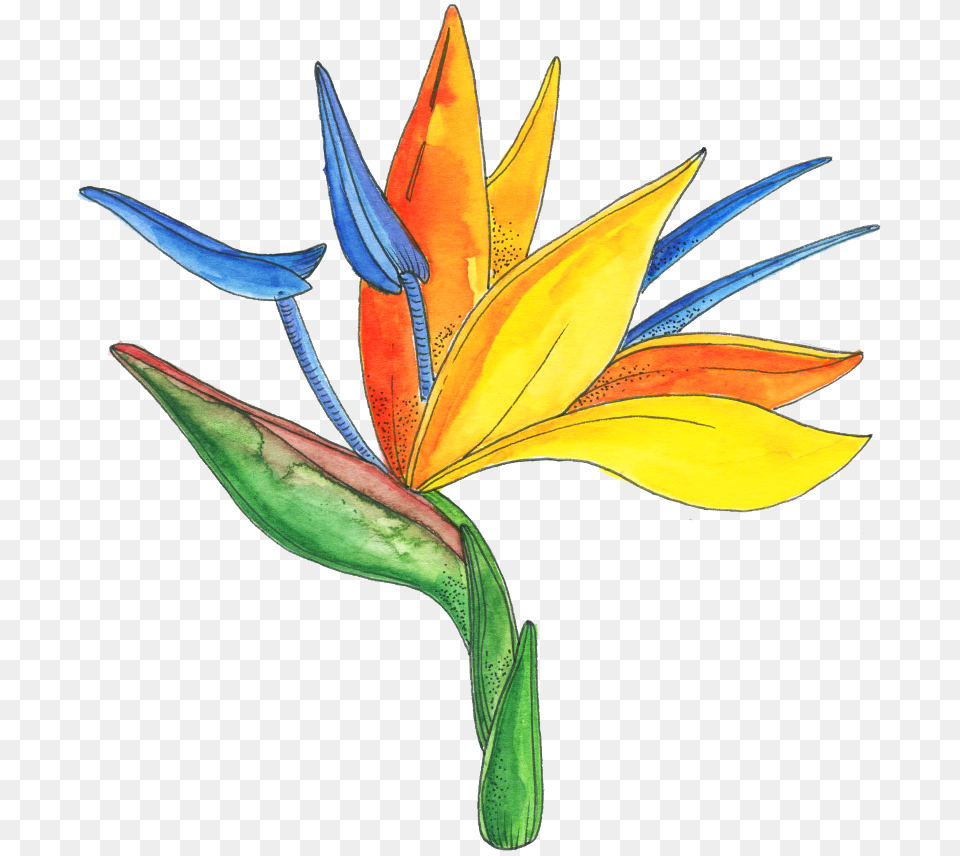 Bird Of Paradise Bird Of Paradise, Flower, Plant, Art, Animal Free Png Download