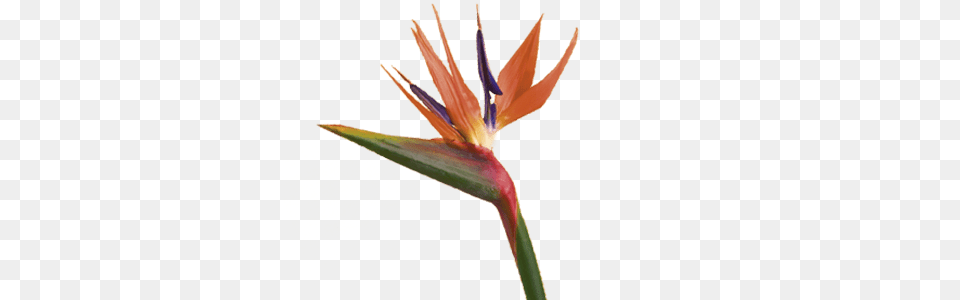 Bird Of Paradise Flower, Petal, Plant, Anther Free Transparent Png