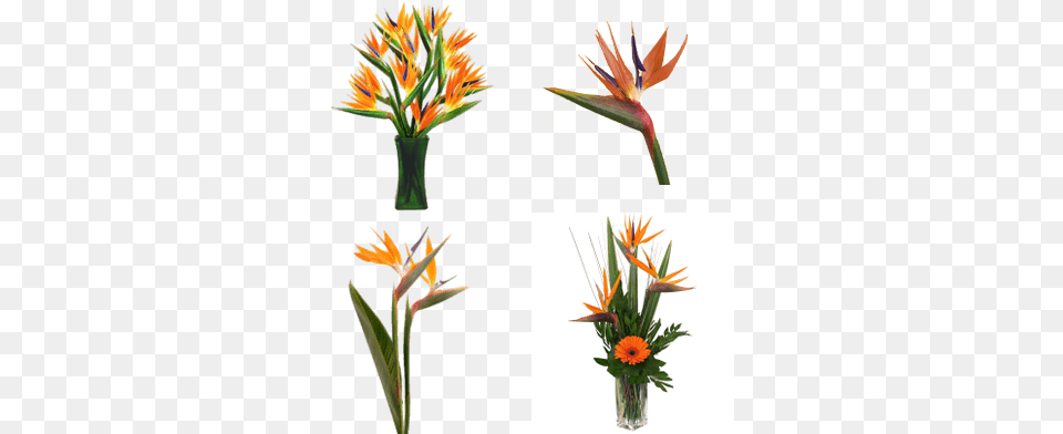 Bird Of Paradise Flower, Flower Arrangement, Flower Bouquet, Plant, Ikebana Png Image