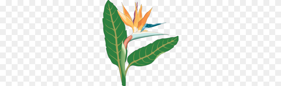 Bird Of Paradise Flower Clipart, Leaf, Plant, Herbal, Herbs Free Transparent Png