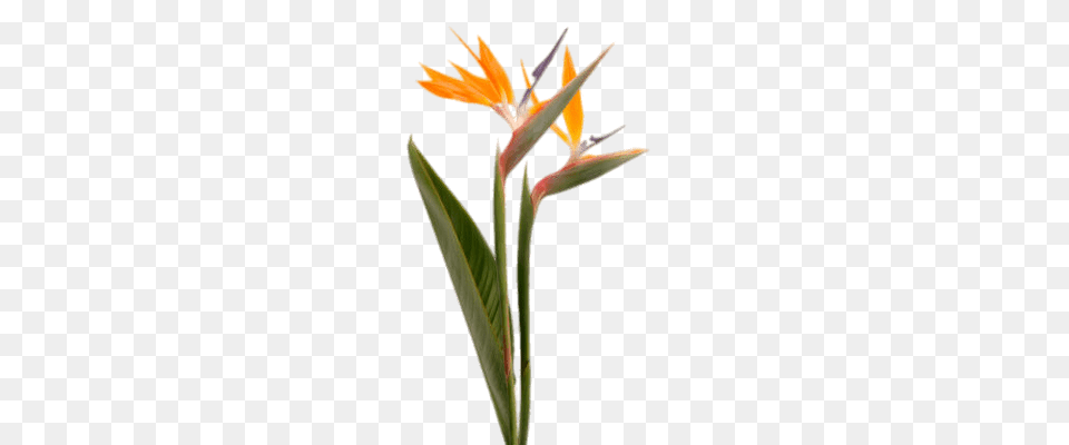 Bird Of Paradise Flowers In A Vase, Flower, Plant, Petal Png