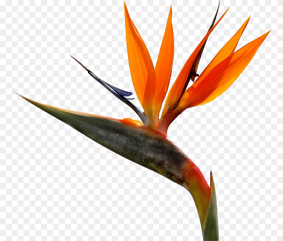Bird Of Paradise Foliages Tropical Flowers Bouquets Bird Of Paradise Flower, Petal, Plant Free Png Download