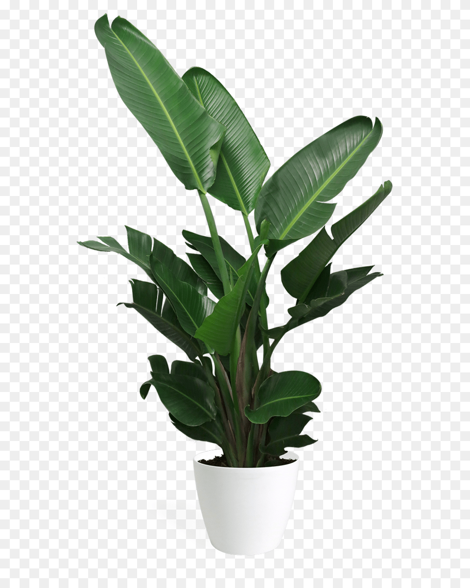 Bird Of Paradise Large, Leaf, Plant, Potted Plant, Flower Free Png Download