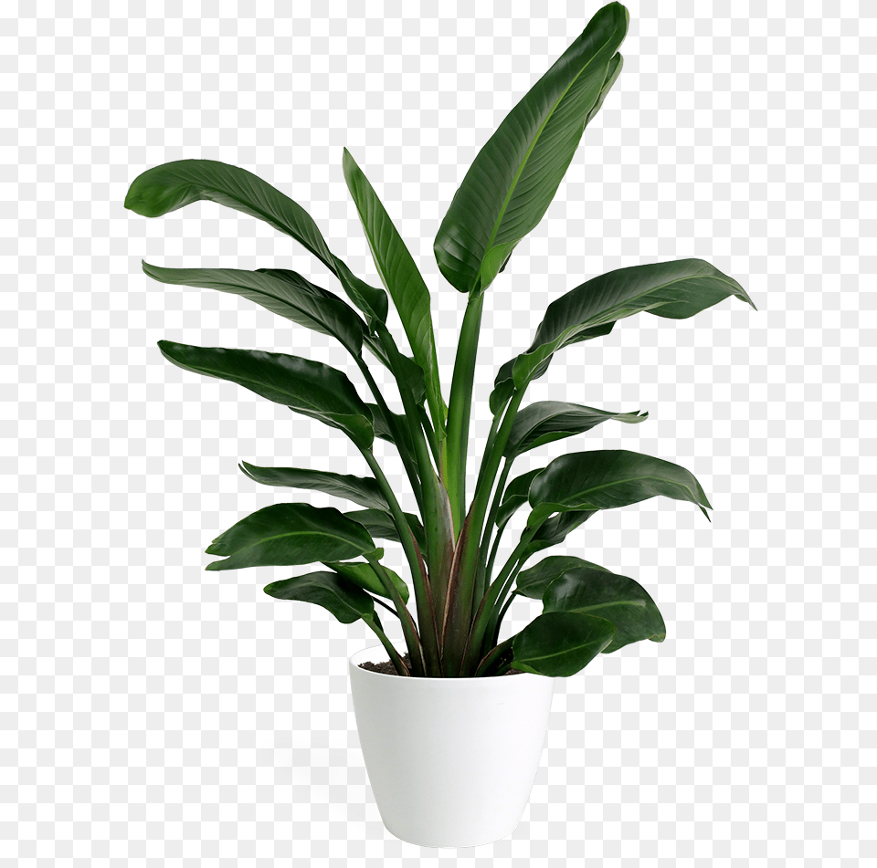 Bird Of Paradise Medium Houseplant Bird Of Paradise Plant, Leaf, Potted Plant, Flower, Flower Arrangement Png Image