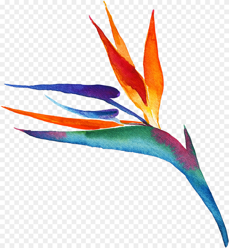 Bird Of Paradise Plant Illustration, Flower, Petal, Art Free Png