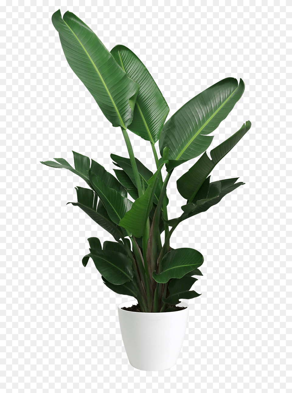 Bird Of Paradise Plant Large, Leaf, Potted Plant, Flower, Flower Arrangement Free Transparent Png