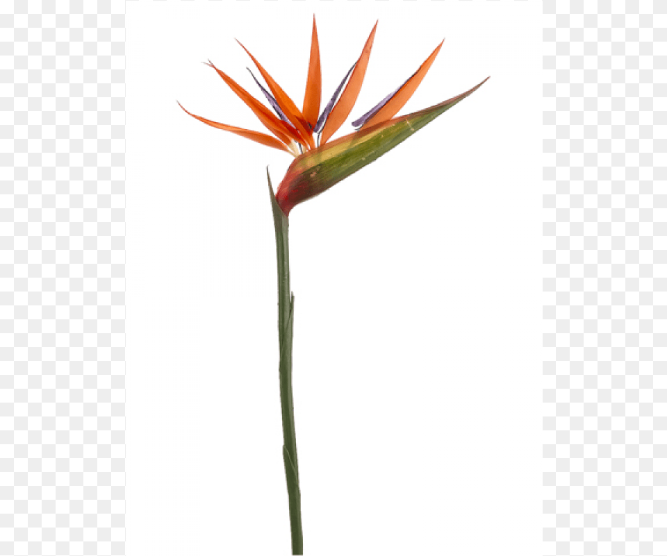 Bird Of Paradise Spray Orange Bird Of Paradise, Flower, Petal, Plant, Amaryllidaceae Free Transparent Png