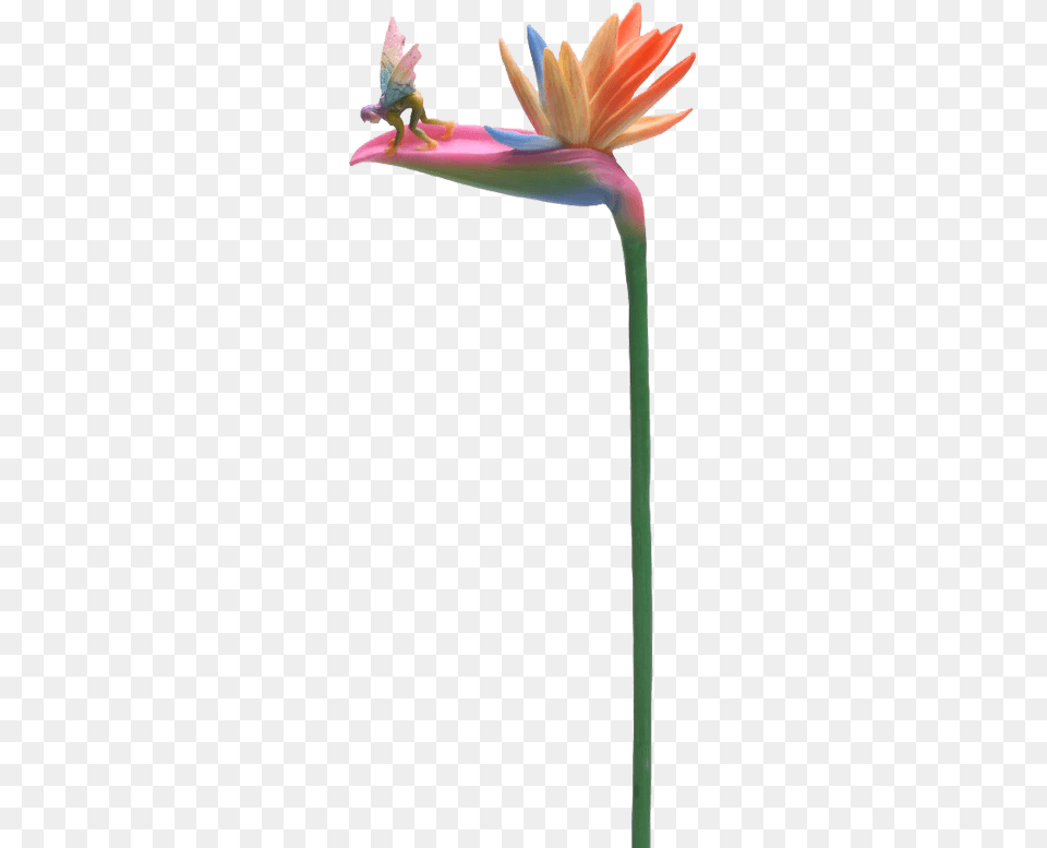 Bird Of Paradise Stem Flitty Fairy Flower, Anther, Plant, Petal, Daisy Png