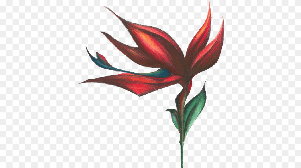 Bird Of Paradise Sticker Kauai Juice Co, Flower, Leaf, Petal, Plant Free Png Download