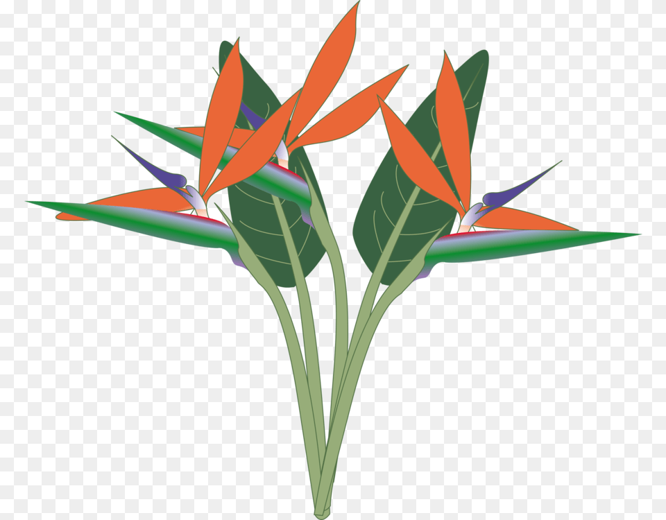Bird Of Paradise The Birds Of Paradise Bird Of Paradise Flower, Art, Leaf, Plant, Paper Free Png