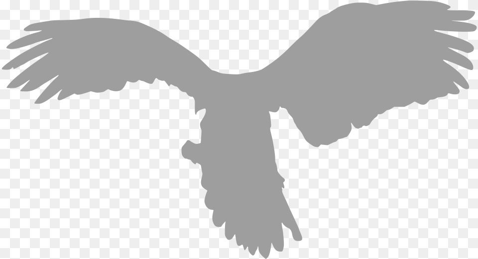 Bird Of Prey, Animal, Flying, Vulture Free Png