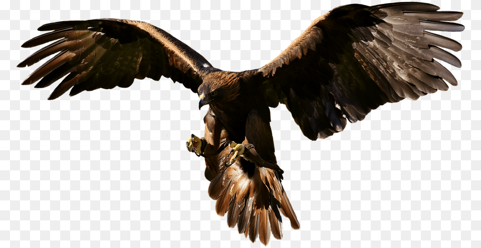 Bird Of Prey, Animal, Vulture, Buzzard, Hawk Free Png Download
