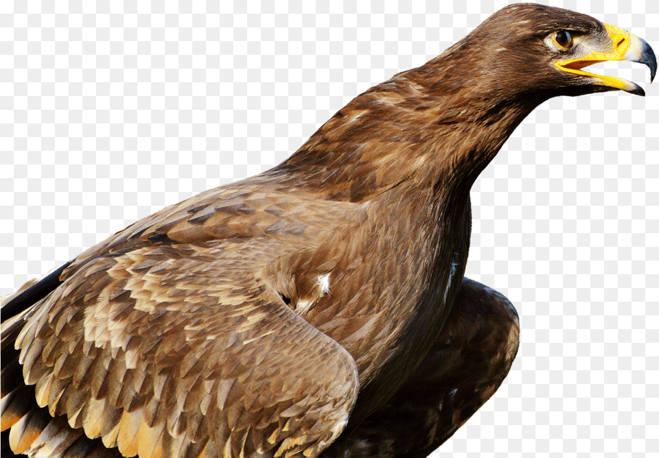 Bird Of Prey, Animal, Buzzard, Hawk, Vulture Free Transparent Png
