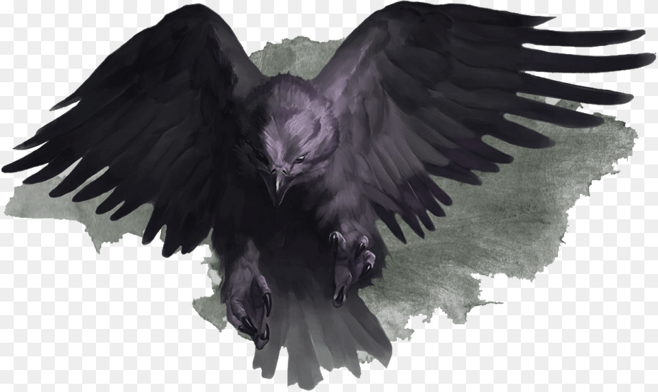 Bird Of Prey, Animal, Vulture, Crow Free Transparent Png