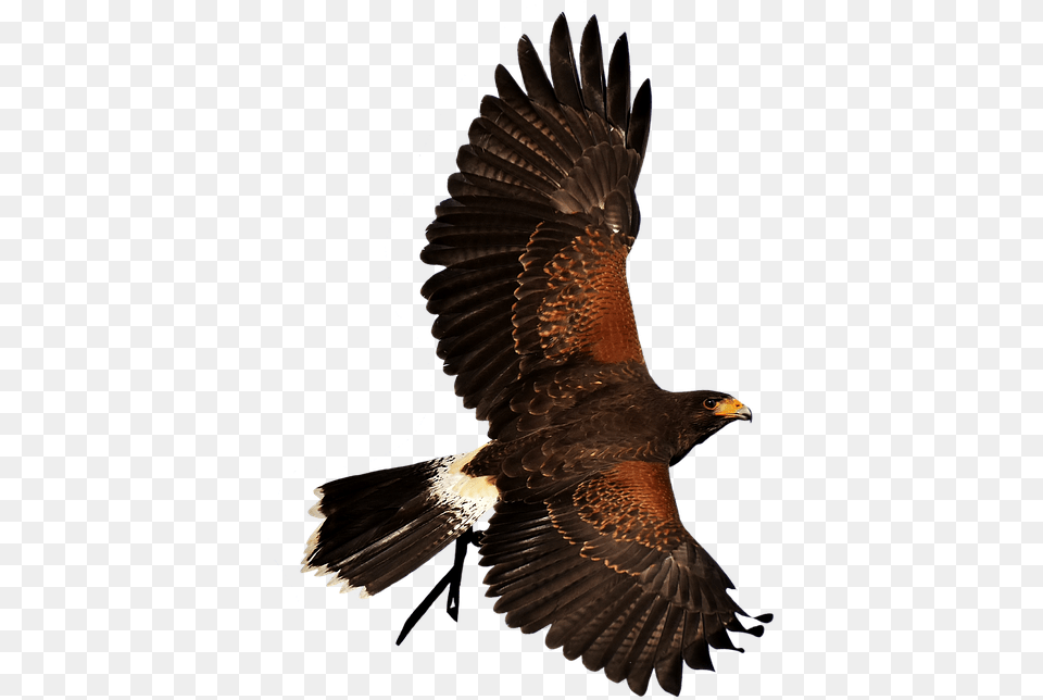 Bird Of Prey, Animal, Vulture, Hawk, Buzzard Png