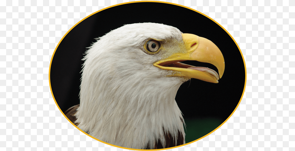 Bird Of Prey Bald Eagle, Animal, Beak, Bald Eagle Png Image
