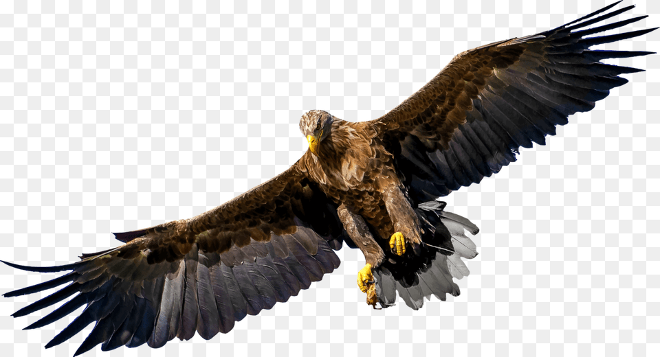 Bird Of Prey Eagle United States Family Bird Of Prey, Animal, Vulture, Flying Free Transparent Png