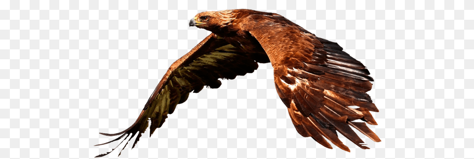 Bird Of Prey Flying Animal Nature Beautiful Pictures Of Golden Eagles, Kite Bird, Vulture, Buzzard, Hawk Png