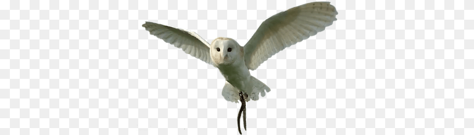 Bird Of Prey Soft, Animal, Owl, Flying Free Transparent Png