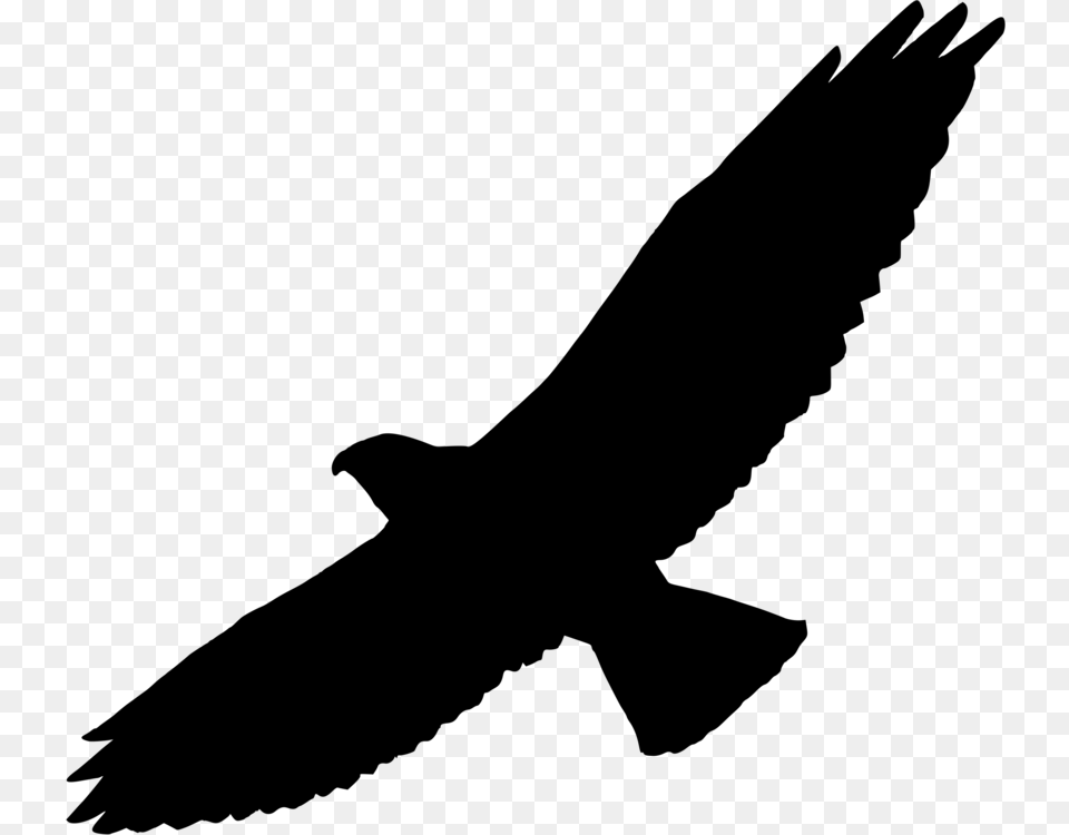 Bird Of Prey Swainsons Hawk Silhouette, Gray Free Transparent Png