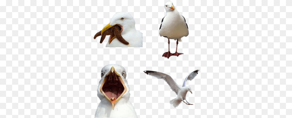 Bird Of Prey The Beginning Book, Animal, Beak, Seagull, Waterfowl Free Transparent Png