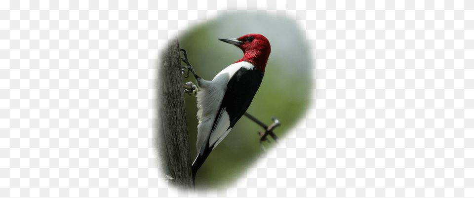 Bird Of The Month Red Headed Woodpecker Red Headed Woodpecker, Animal Free Png Download