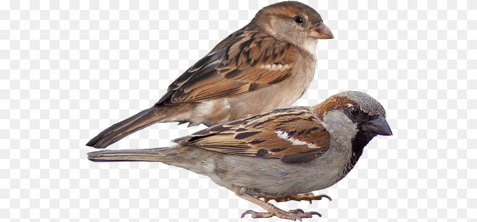 Bird Old World Sparrow, Animal, Finch, Anthus Png Image