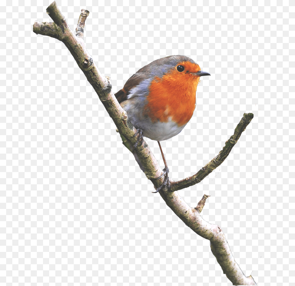 Bird On A Branch, Animal, Robin, Finch Png