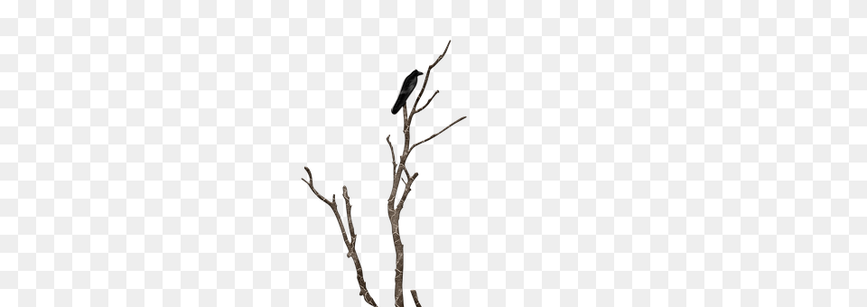 Bird On Branch Animal, Vulture, Waterfowl Free Png