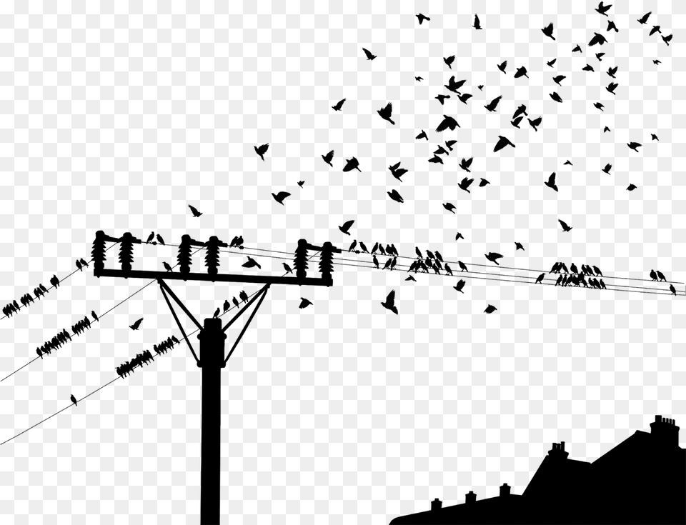 Bird On Powerline, Animal, Flock Free Png Download