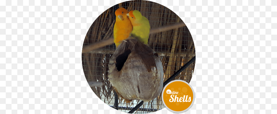 Bird Online Shells, Animal, Parakeet, Parrot Free Png