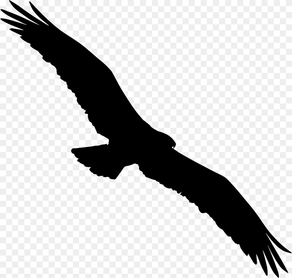 Bird Osprey Shape Comments All Birds Hd, Animal, Flying, Vulture, Kite Bird Free Png