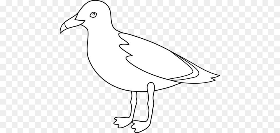 Bird Outline Drawing Seagull Clipart Black And White, Animal, Waterfowl, Stencil Free Png