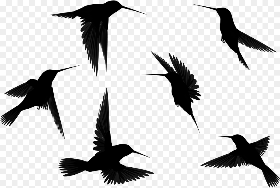 Bird Outline Flying Birds Clipart Black And White, Gray Free Png Download