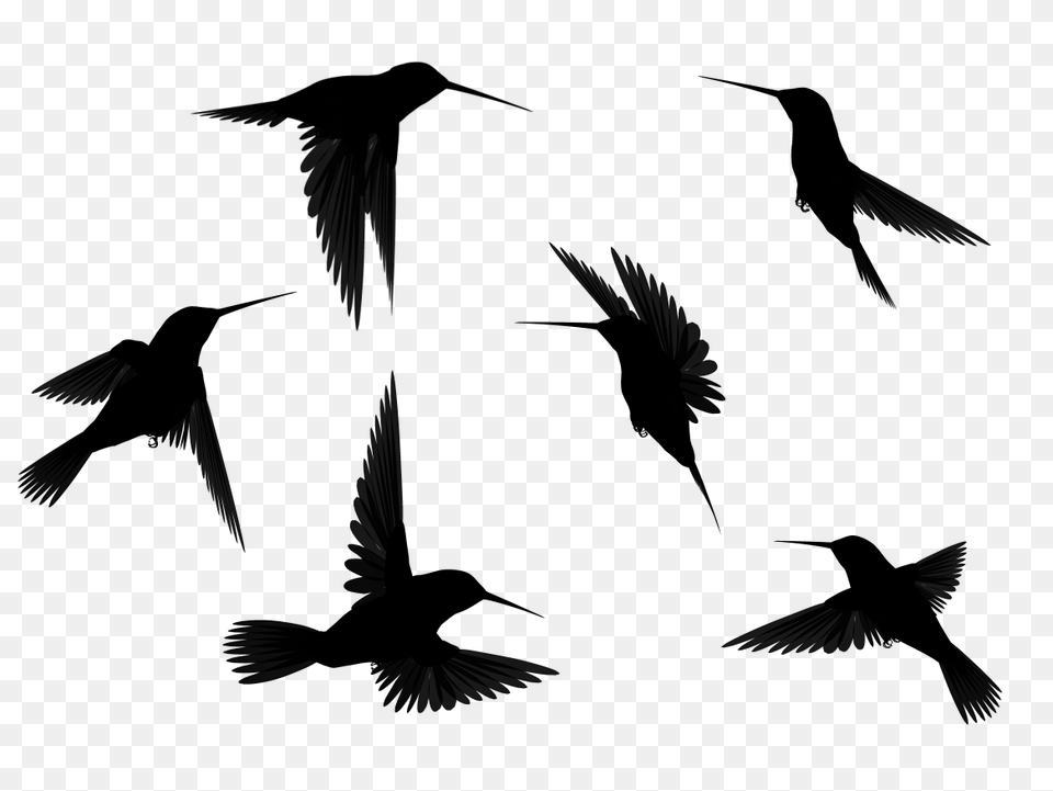 Bird Outline Hd Transparent Bird Outline Hd Images, Gray Png