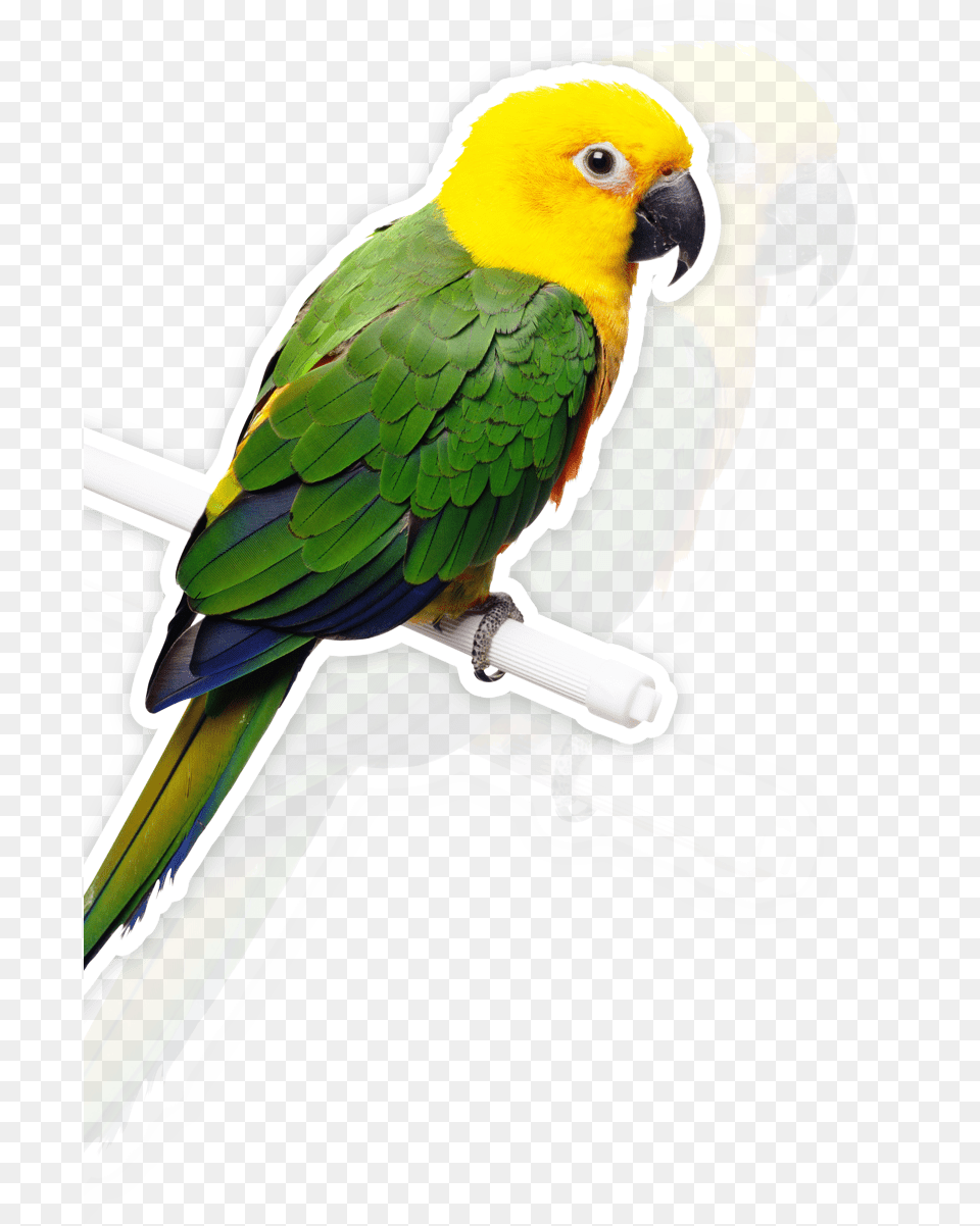 Bird Parrot Bells Hanging Toys Pet Bird Transparent, Animal Free Png