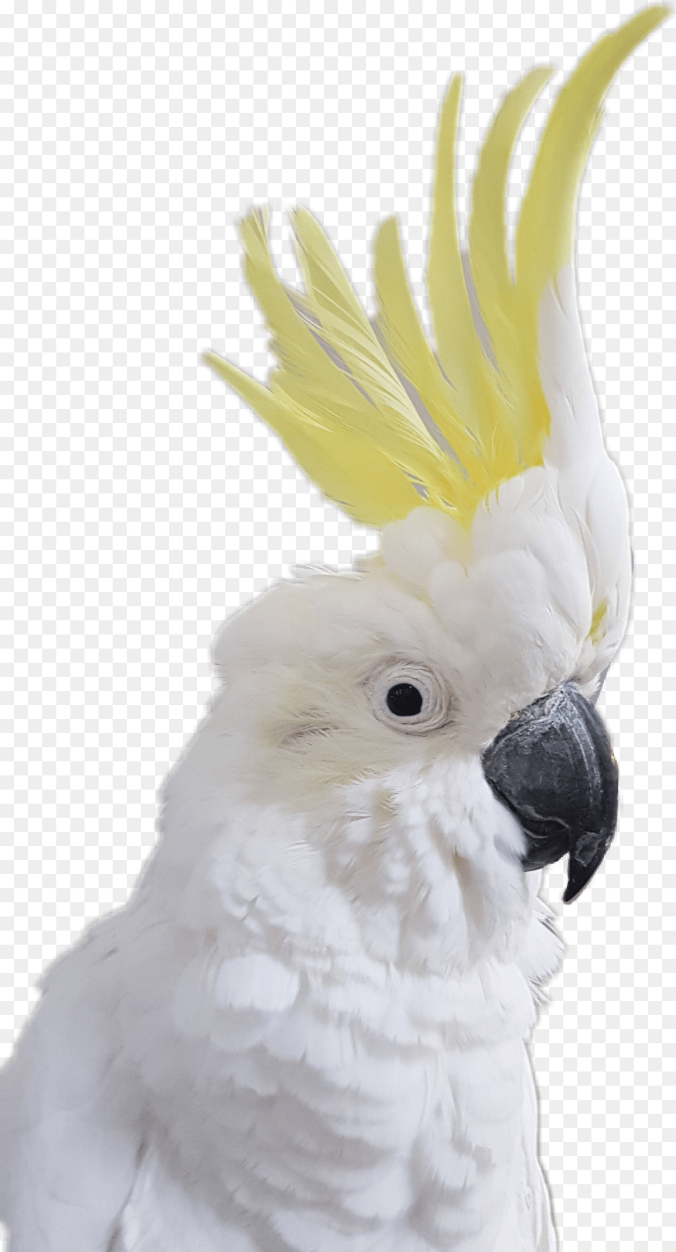 Bird Parrot Cockatoo Cockatoo Transparent Background, Animal Free Png Download