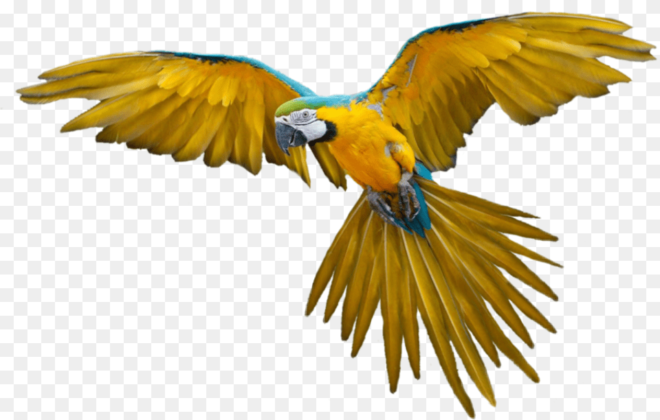 Bird Parrot Hummingbird Fly Flying Flyingbird, Animal, Macaw Free Png