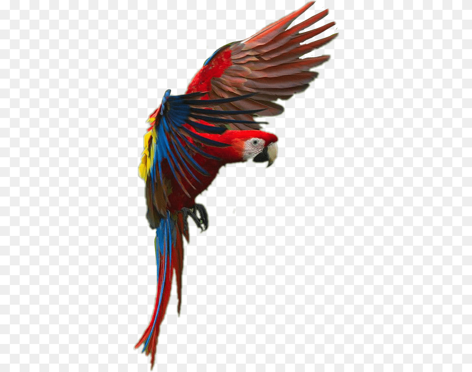 Bird Parrot Macaw Macaw, Animal Free Png Download