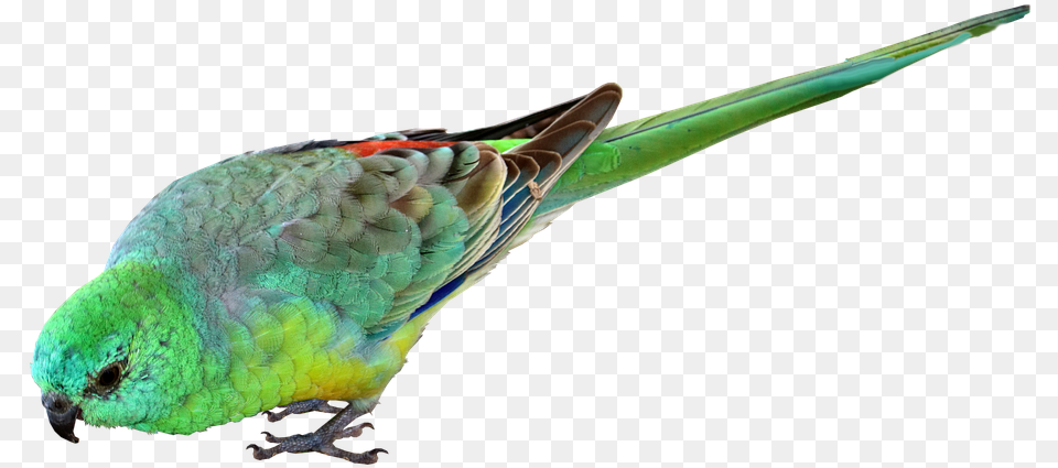 Bird Parrot Small Photo On Pixabay Small Parrot Transparent Background, Animal, Parakeet Free Png