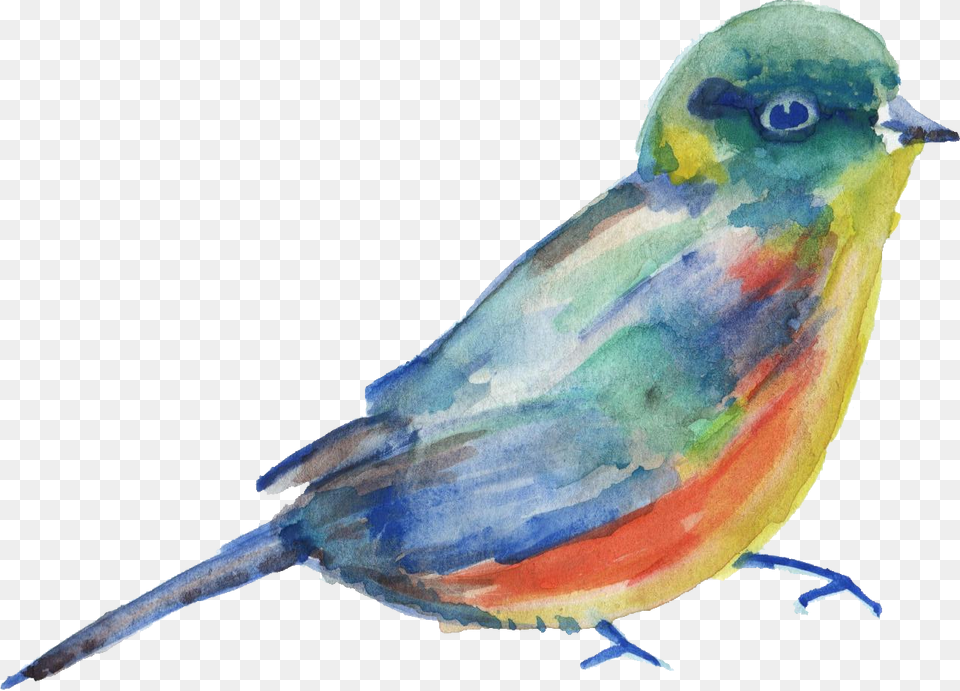 Bird Parrot Transparent Watercolor Watercolor Painting Watercolor Bird Transparent Background, Animal, Finch, Jay Png Image